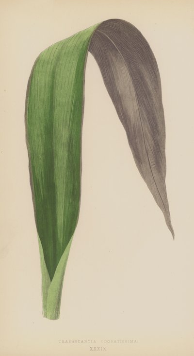 Tradescantia Odoratissima av English School